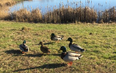 Småstjärnor ✨ Tisdag
