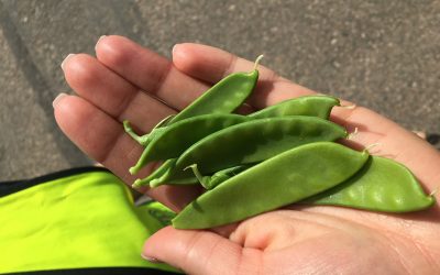 stjärnorna ✨ måndag