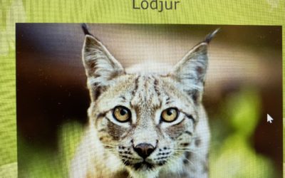 Experiment, G.O.T.D och siffror