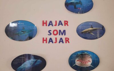 Hajar som hajar på Kvadraten