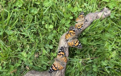 Bye bye butterflies