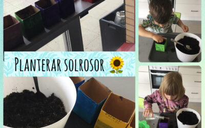 Plantera solrosor v.22