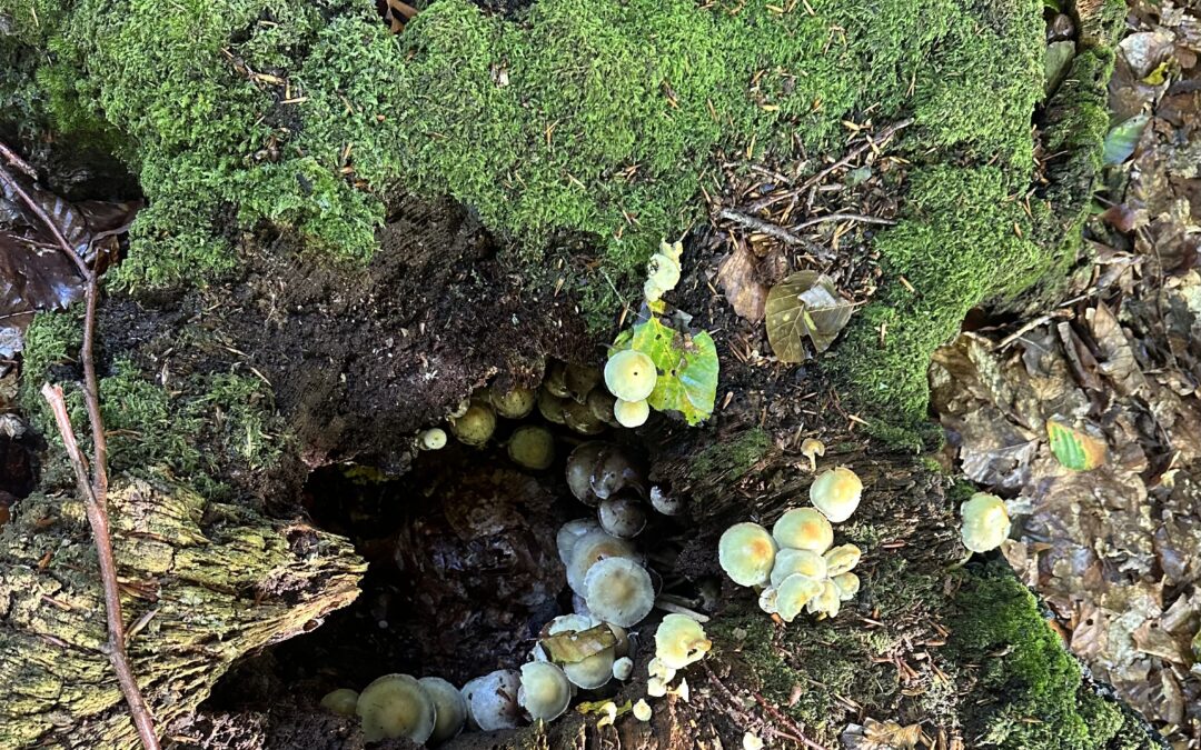 Friluftsdag i Pålsjö skog