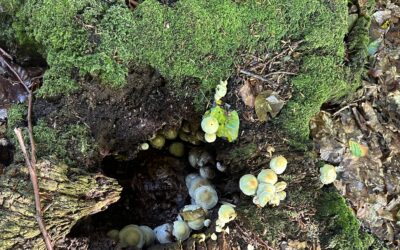 Friluftsdag i Pålsjö skog