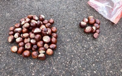 Matematik med kastanjer 🌰