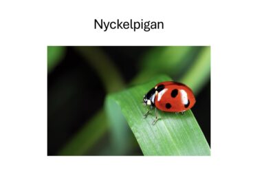 Veckans grej