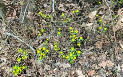 Friluftsliv och rörelse i Lilleskog! 🌲🔥