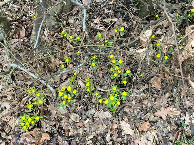 Friluftsliv och rörelse i Lilleskog! 🌲🔥