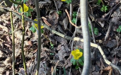 🌲 Utflykt till Lilleskog: Frisk luft och fantasi!