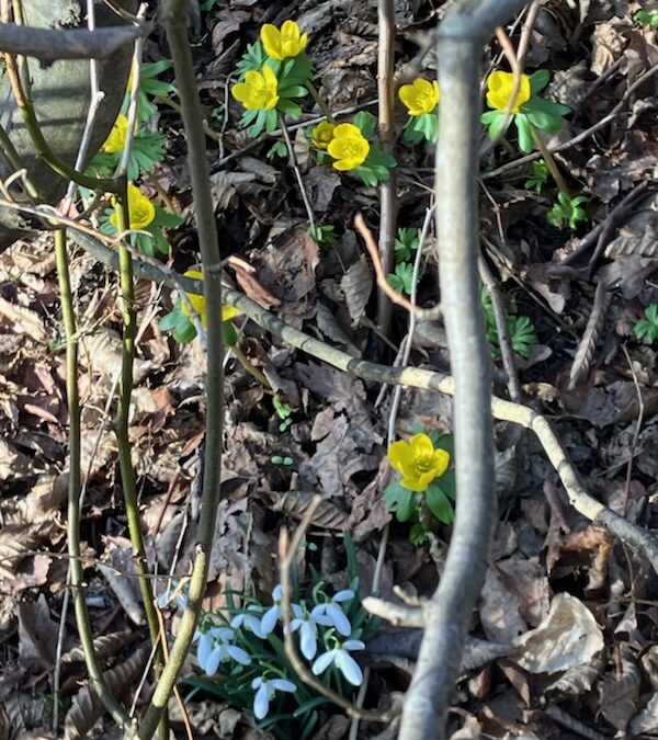 🌲 Utflykt till Lilleskog: Frisk luft och fantasi!