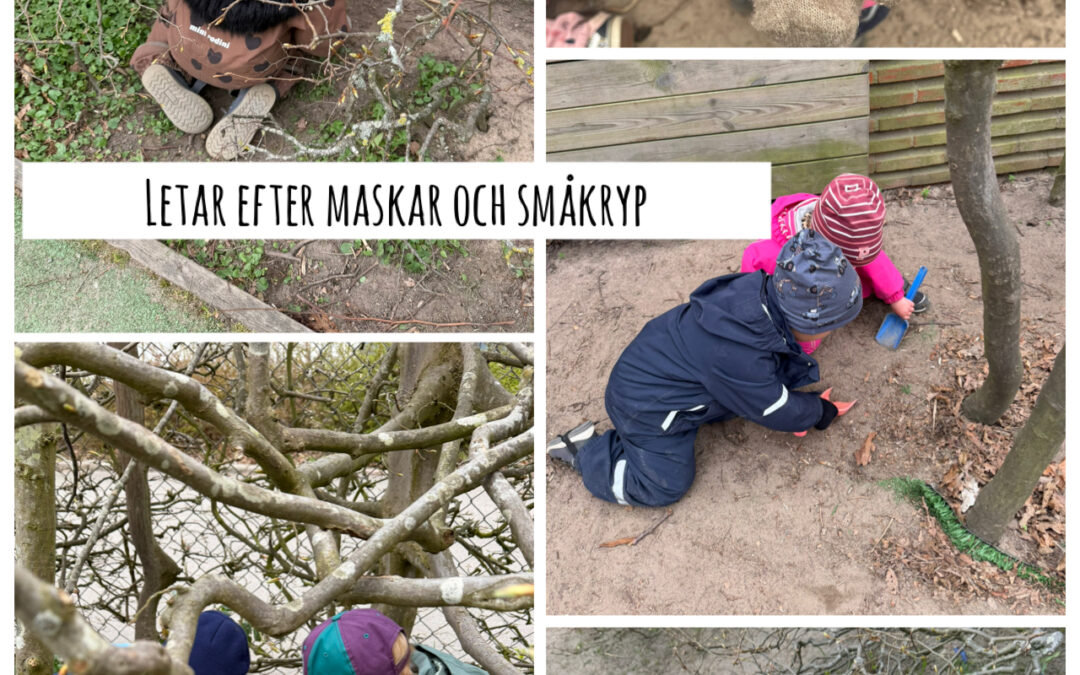 Stjärnan 🌟 Daggmaskar