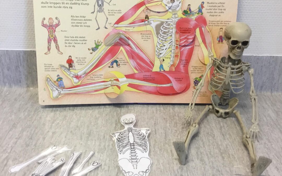 Skelettet v.43